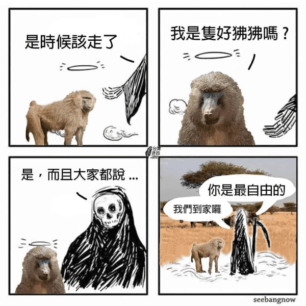 東非狒狒之死：法律透視下的悲劇